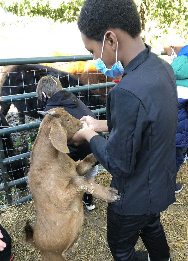 Boy petting goat