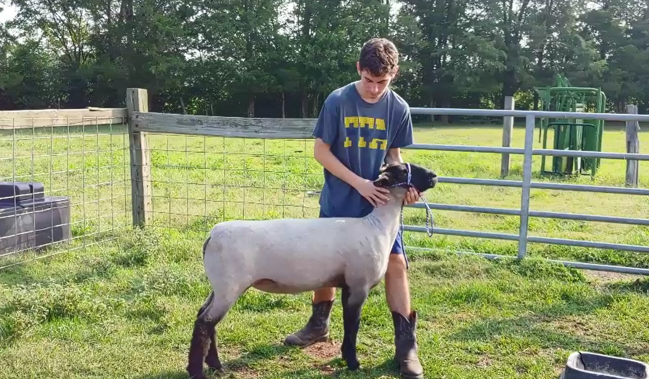 student showing sheep